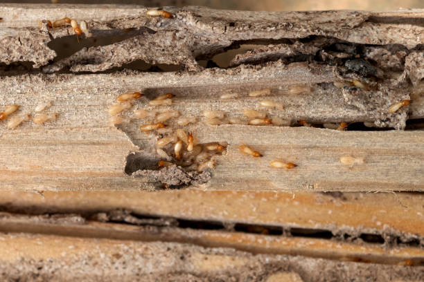 Best Termite Control Services  in Leonard, TX