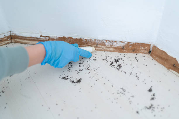 Wasp Removal Services in Leonard, TX